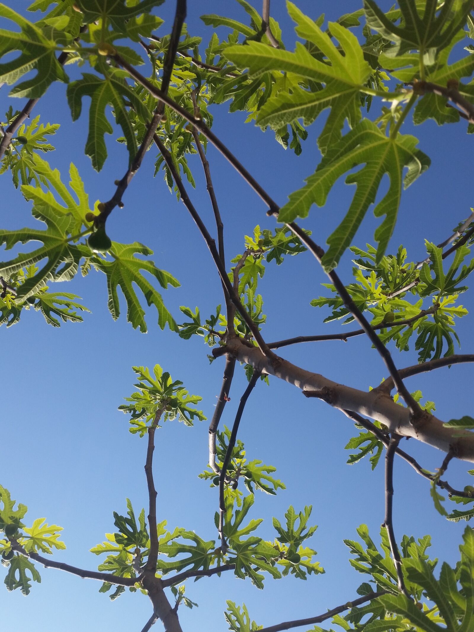 Samsung Galaxy S5 sample photo. Trees, spring, green photography