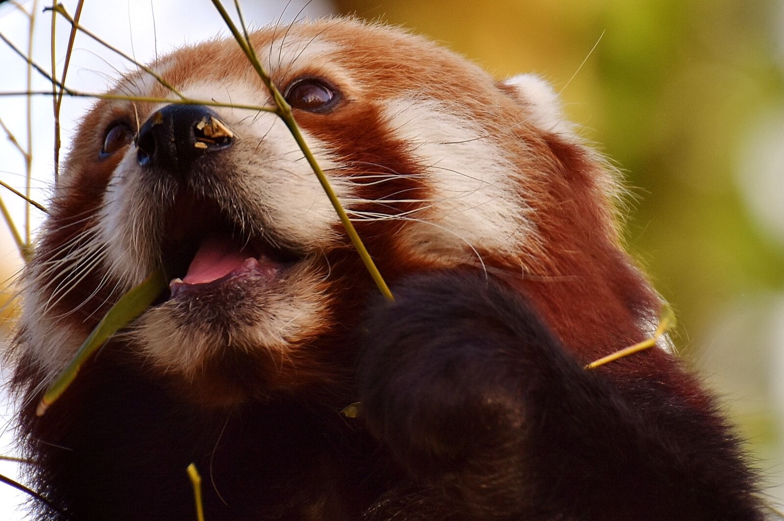 Nikon D7200 sample photo. Panda, red panda, bear photography
