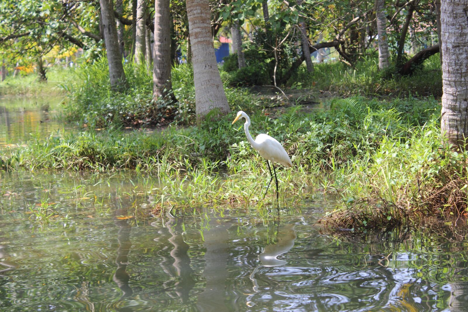 Canon EOS 600D (Rebel EOS T3i / EOS Kiss X5) sample photo. Nature, swan, bird photography