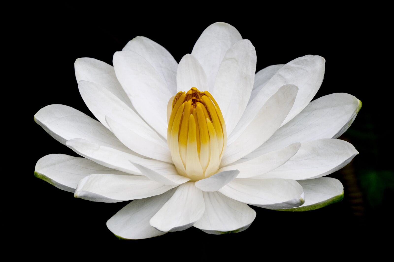 LEICA DG 100-400/F4.0-6.3 sample photo. Water lily, flower, white photography