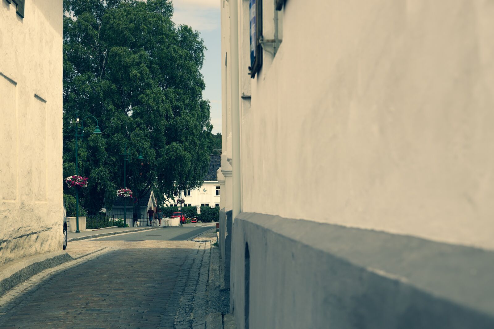 Canon EOS R sample photo. Street, road, tree photography