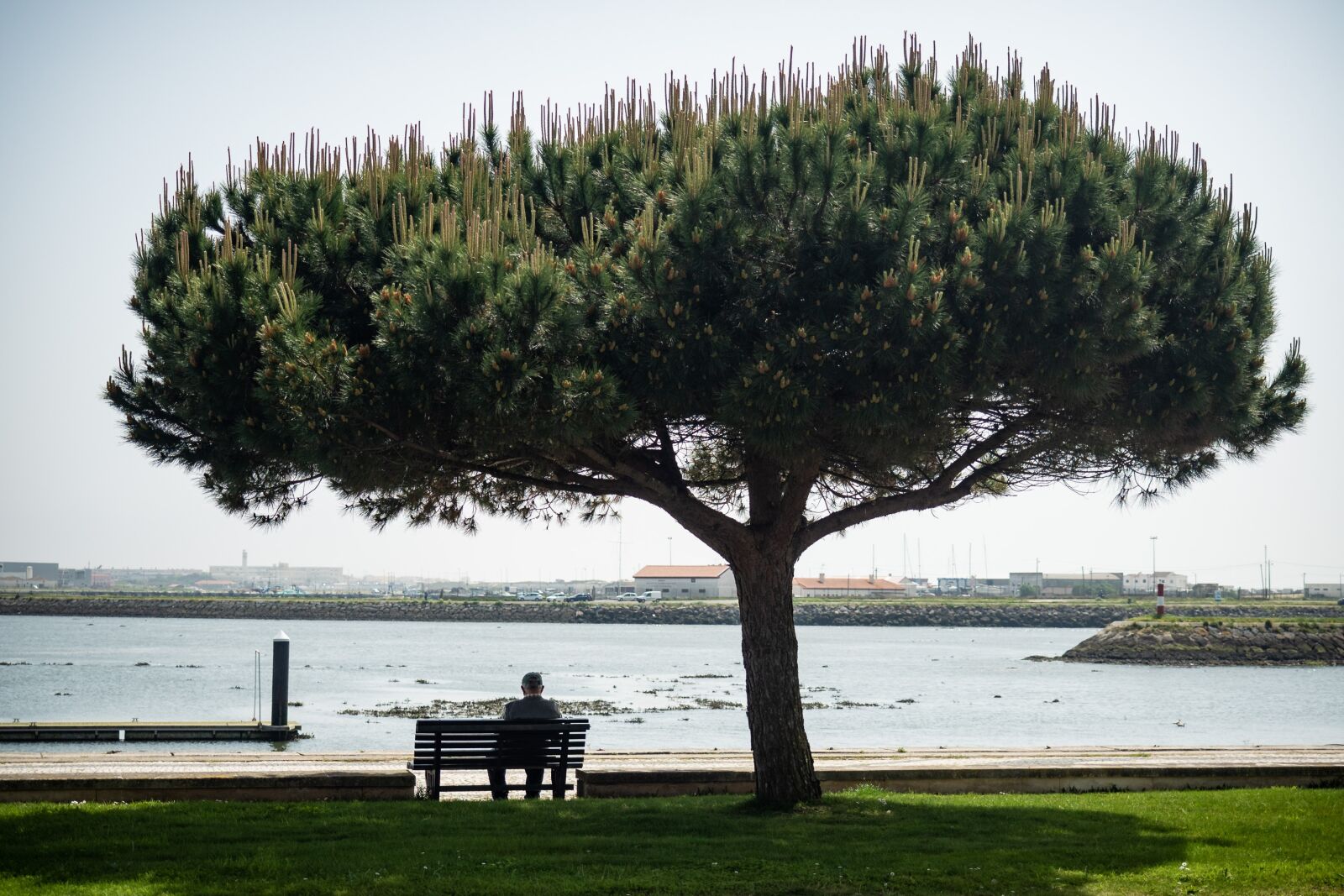 Olympus OM-D E-M5 II + Olympus M.Zuiko Digital ED 12-40mm F2.8 Pro sample photo. Portugal, tree, man photography
