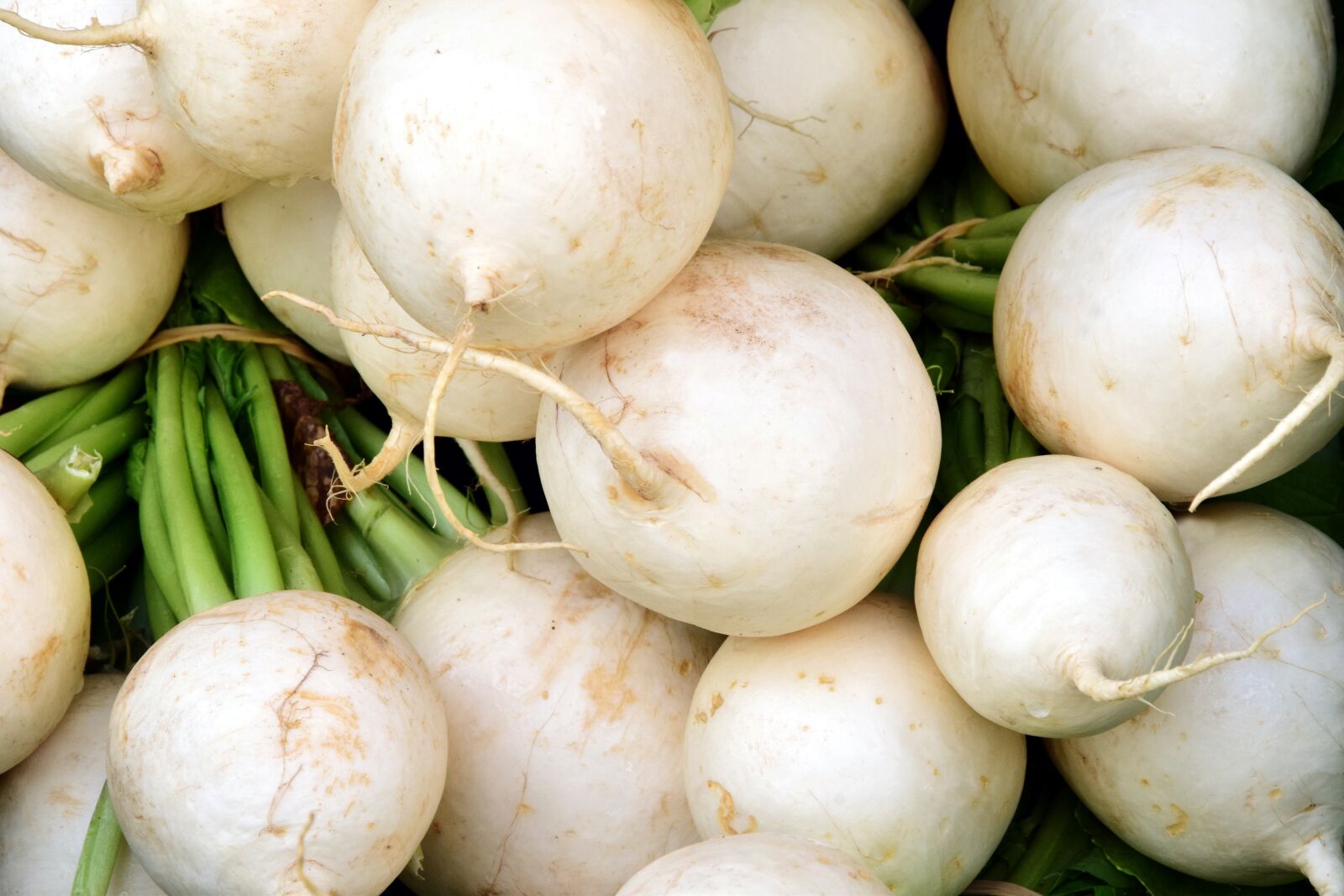 Nikon D3300 sample photo. Radish, white, white radish photography