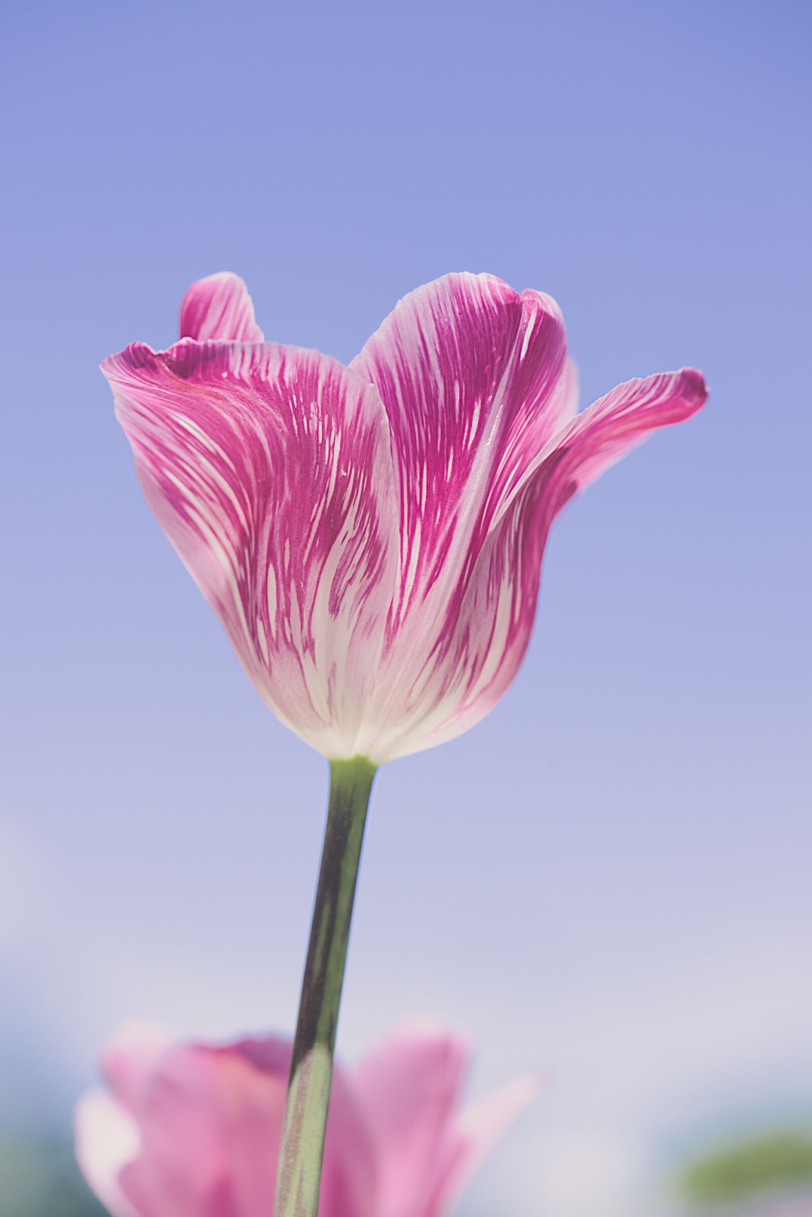 Nikon D750 sample photo. Tulip, pink, tulip pink photography