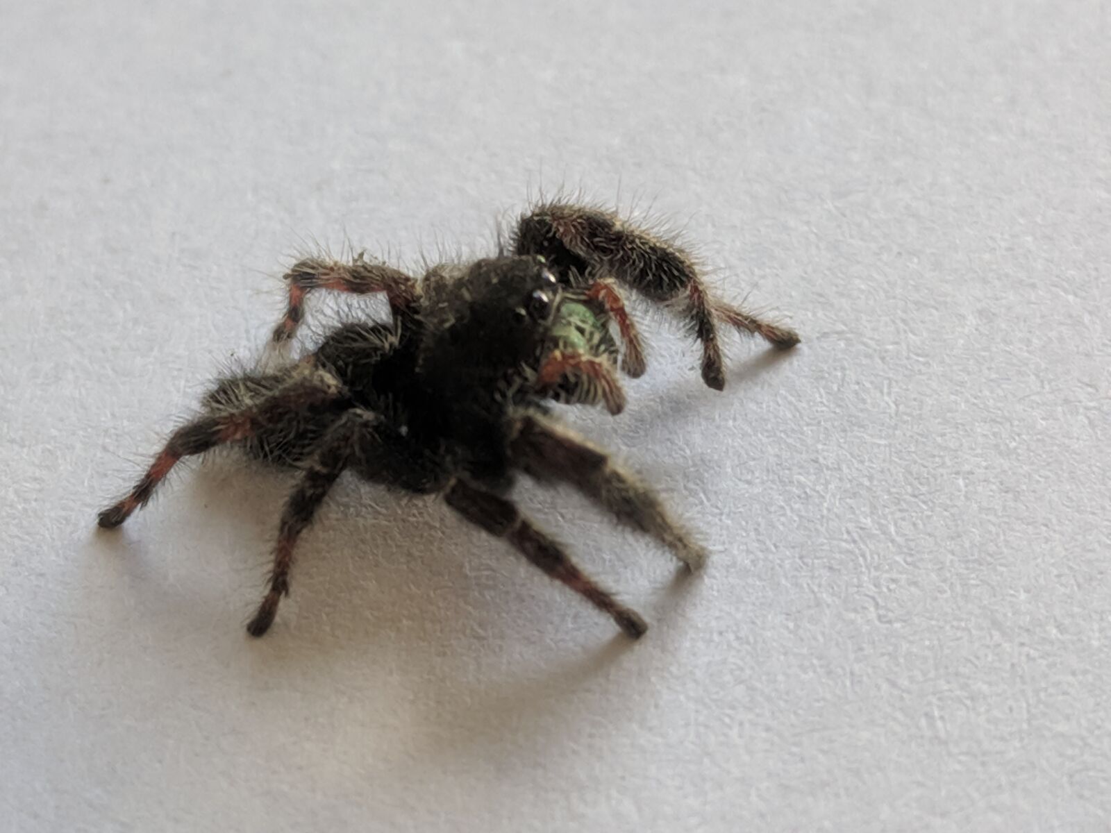 Google Pixel XL sample photo. Spider, jumping spider, jumper photography