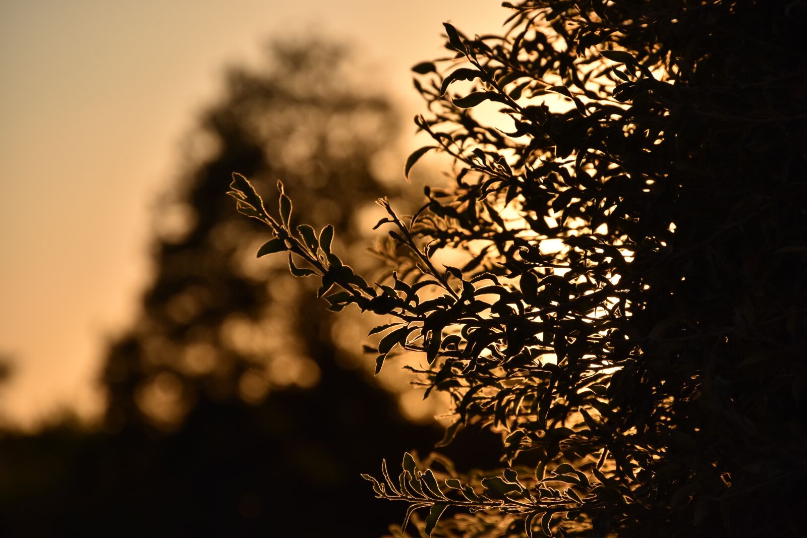 Nikon D3400 sample photo. Sunset, plant, nature photography