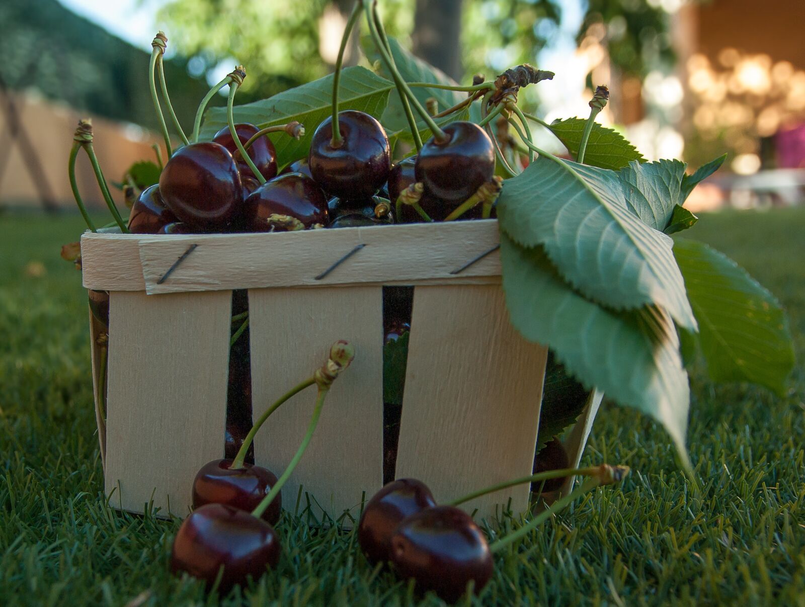 Pentax K10D sample photo. Cherries, fruit, red fruits photography