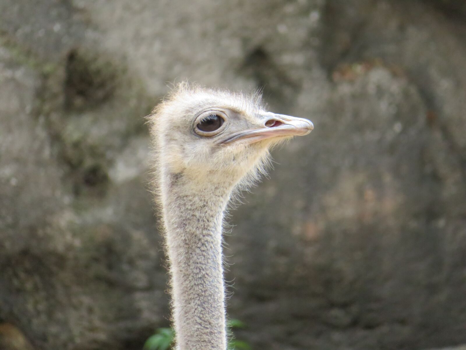 Canon PowerShot SX720 HS sample photo. Ostrich, bird, feather photography