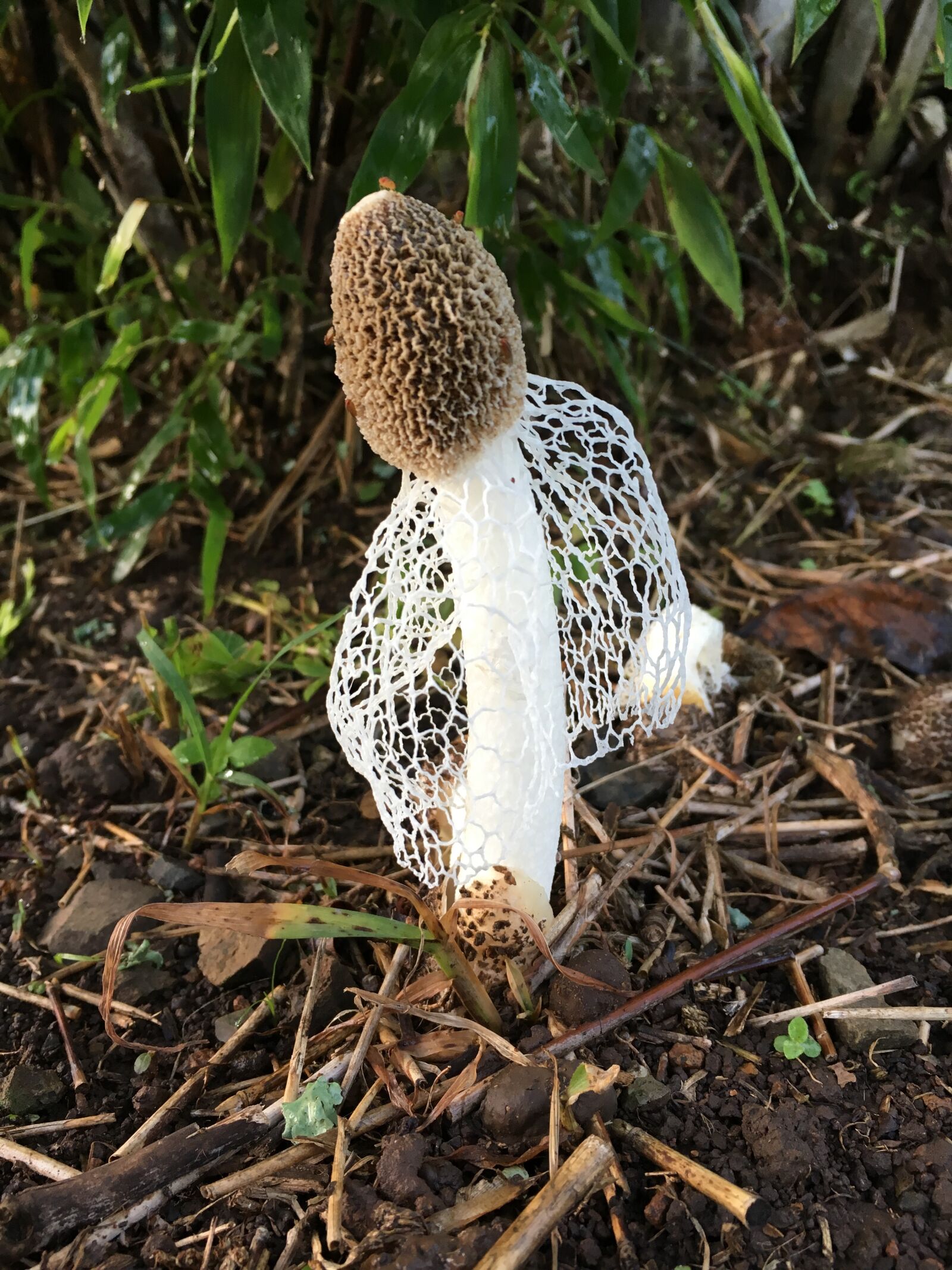 iPhone 6s back camera 4.15mm f/2.2 sample photo. Fungus, mushroom, costa rica photography