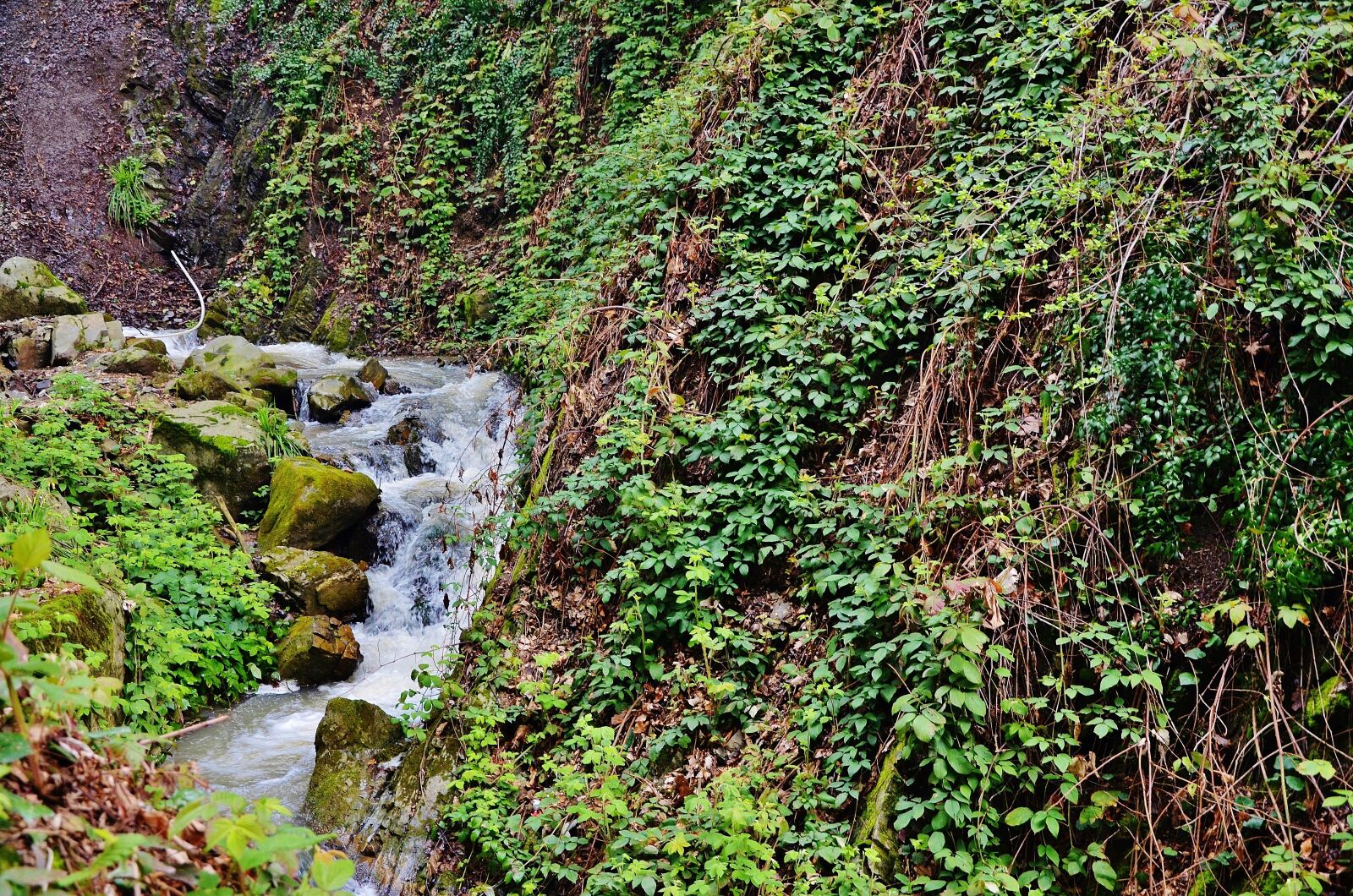 Nikon D7000 sample photo. Forest, water, landscape photography