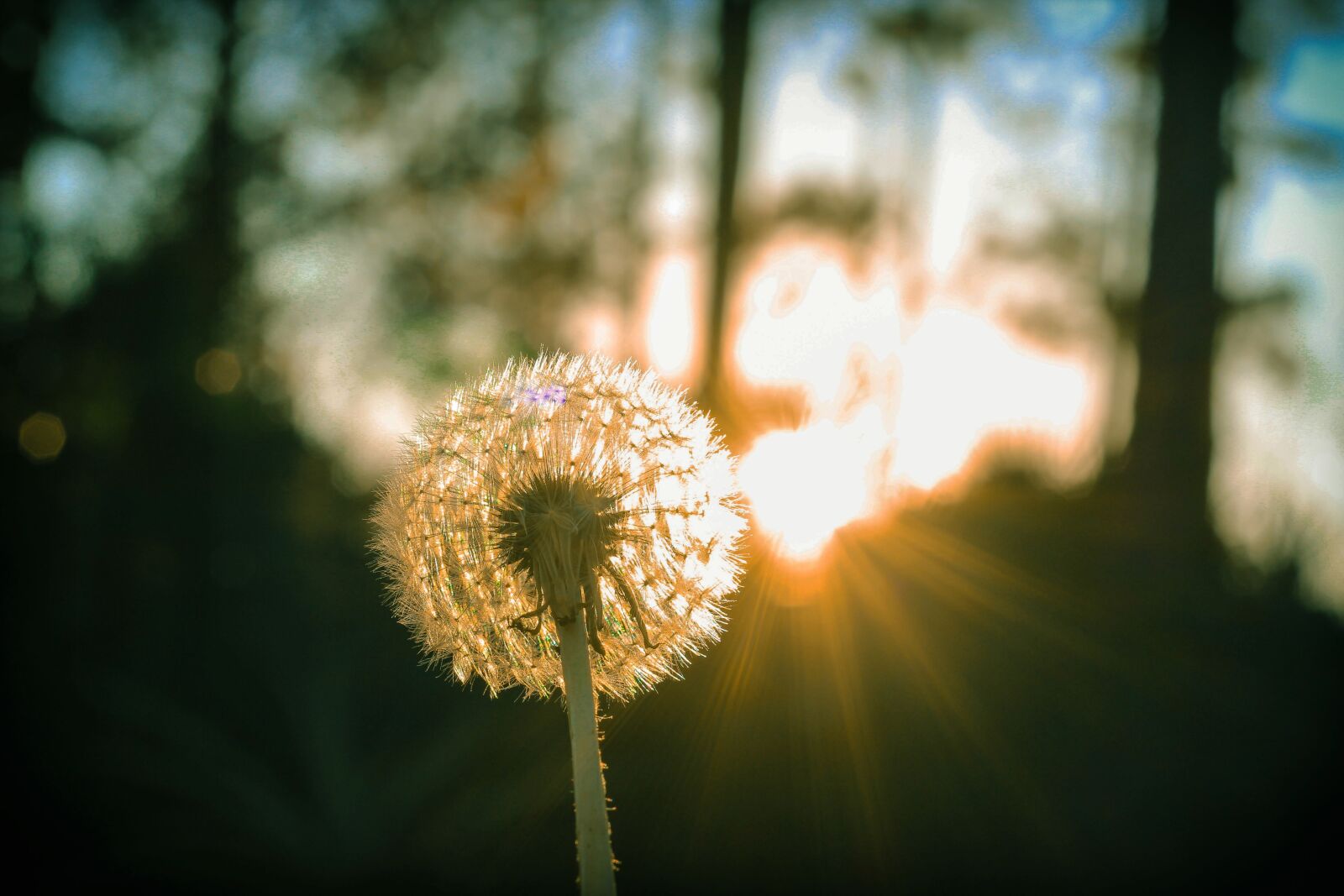 Canon EOS 600D (Rebel EOS T3i / EOS Kiss X5) + Canon EF 50mm F1.8 STM sample photo. Dandelion, flower, wind photography