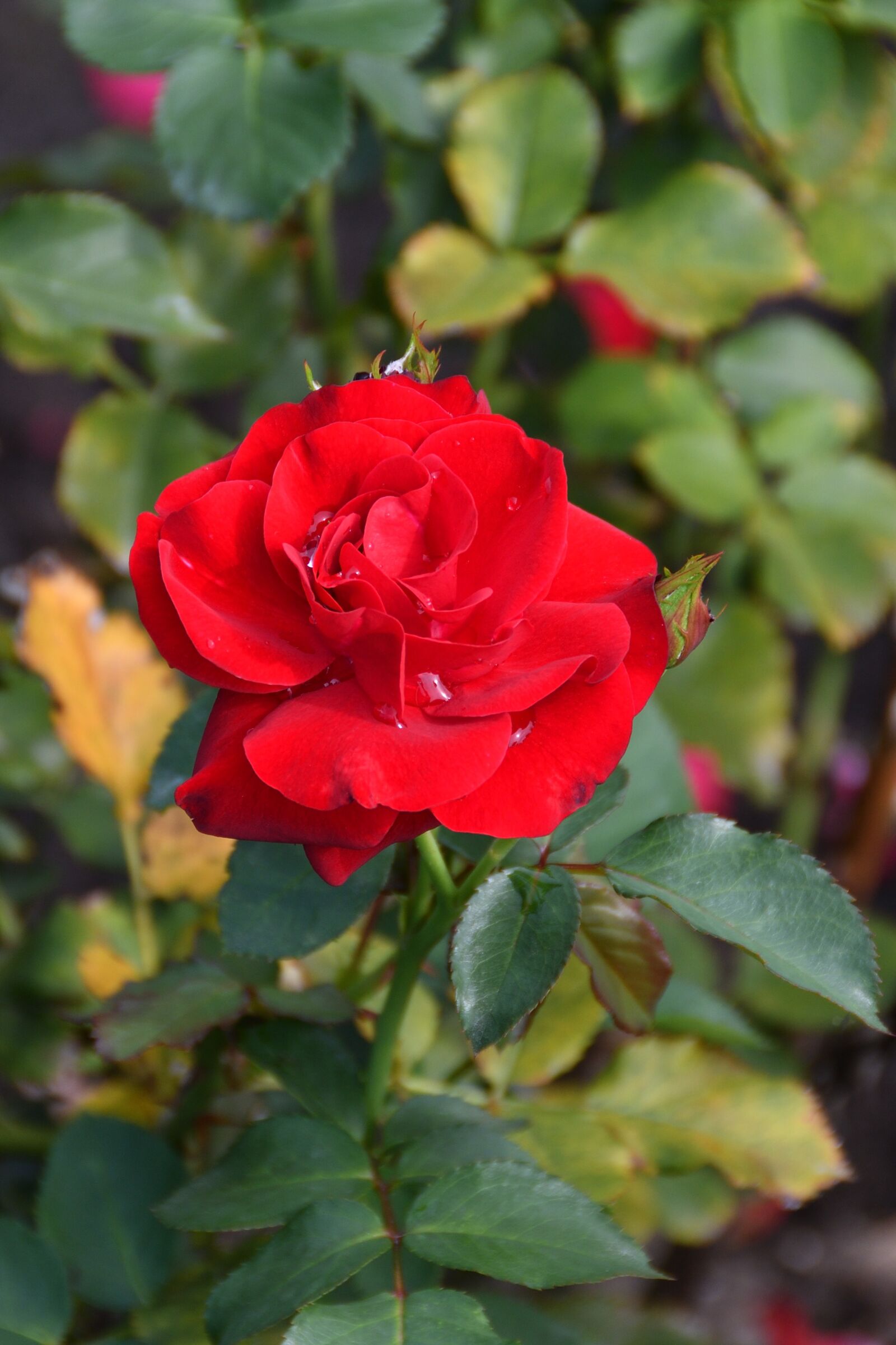 Nikon D500 sample photo. Rose, roses, red photography