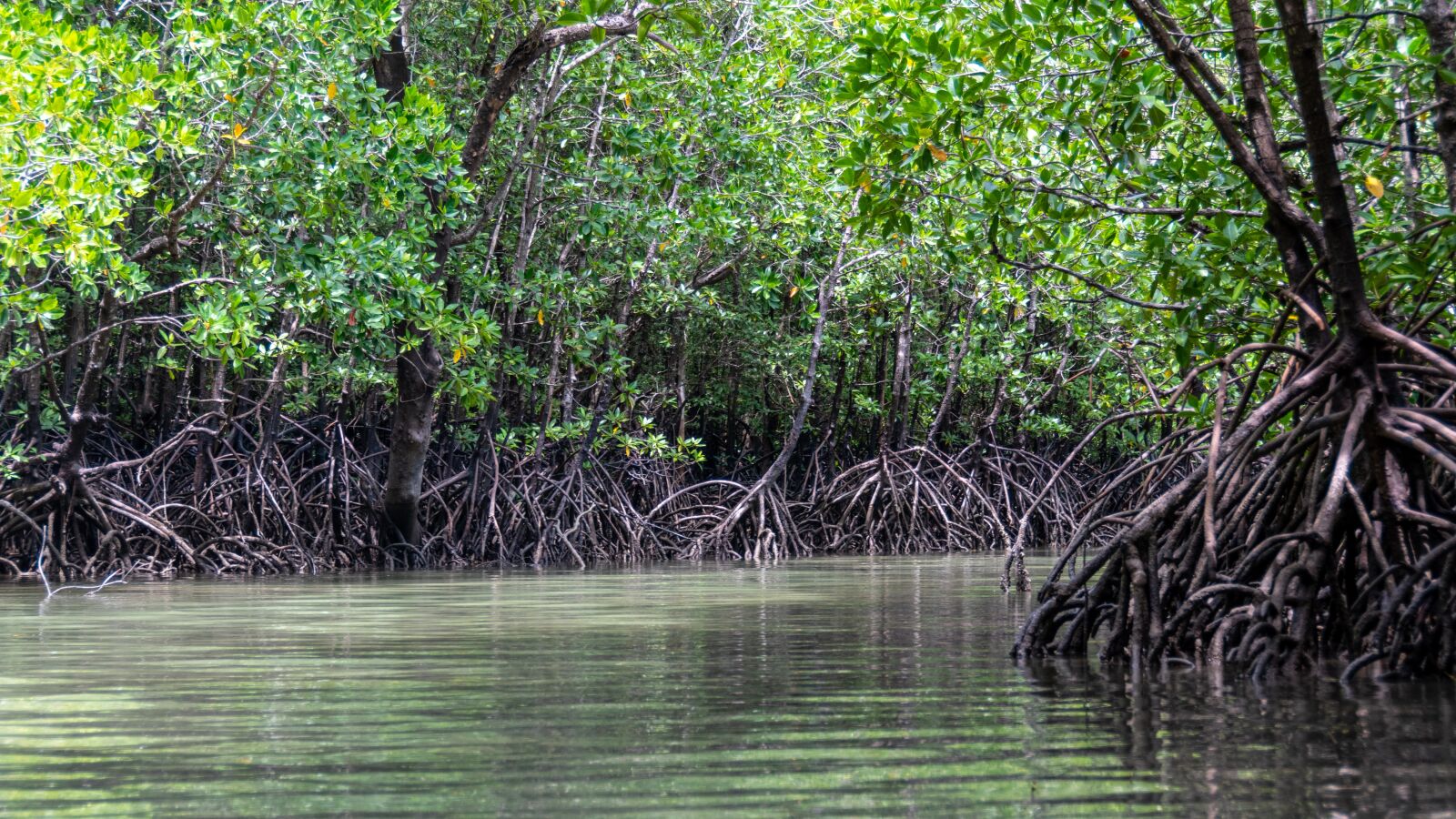 Nikon D5600 sample photo. Mangroves, trees, rocks photography