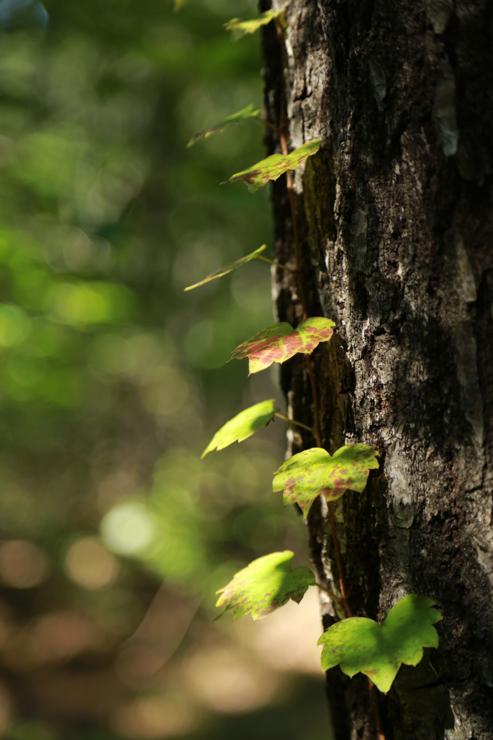 Canon EOS 6D + Canon EF 24-105mm F4L IS USM sample photo. Nature, wood, leaf photography