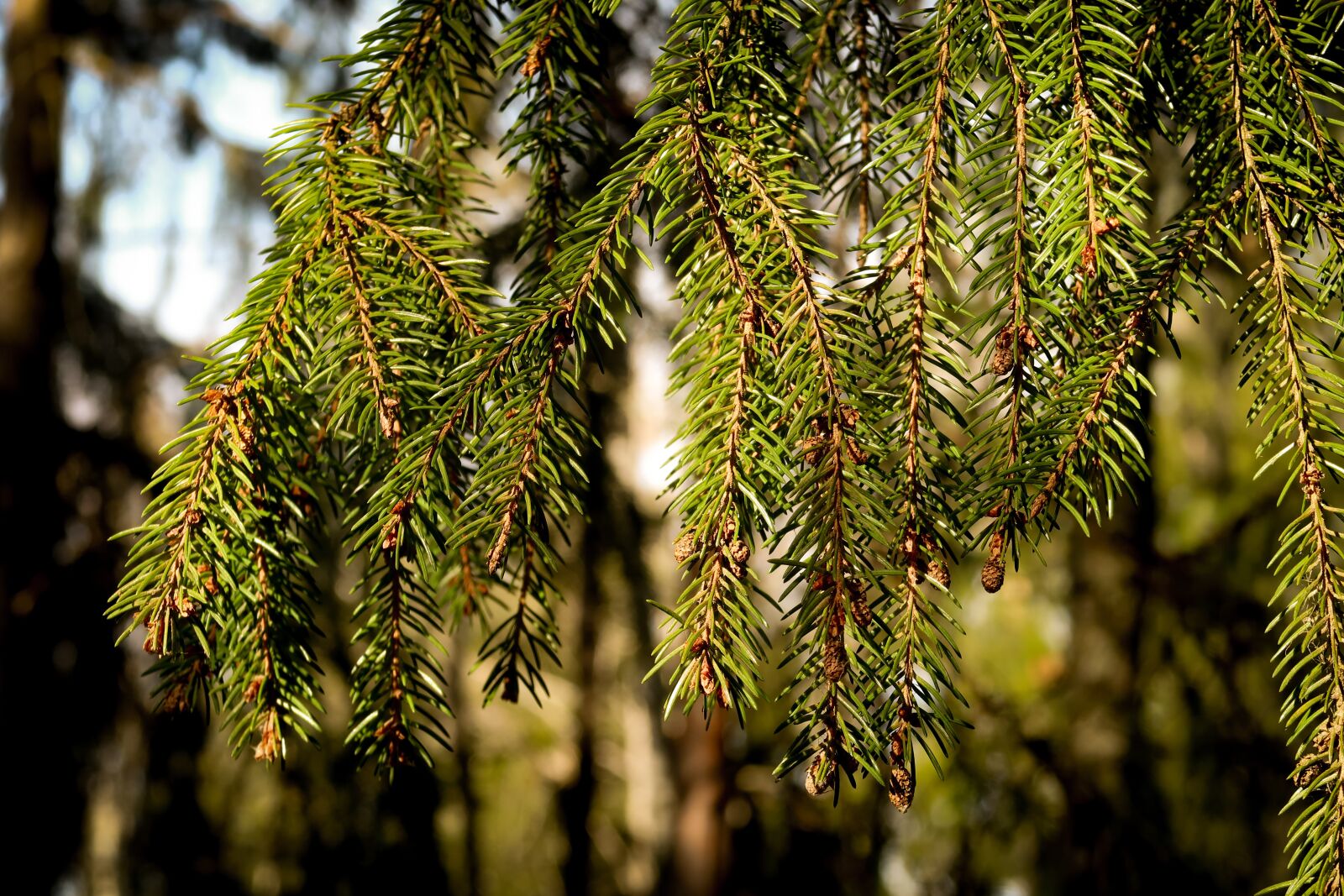 Canon PowerShot G7 X Mark II sample photo. Twig, sprig, spruce photography