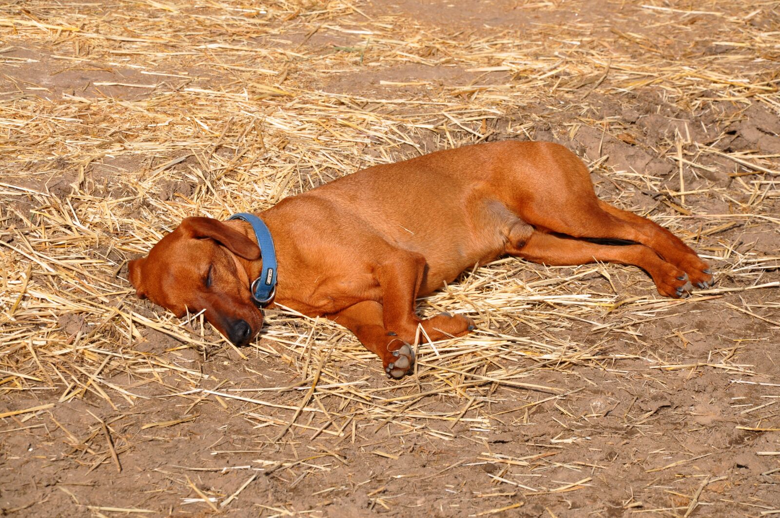 Nikon D90 sample photo. Dog, pet, puppy photography