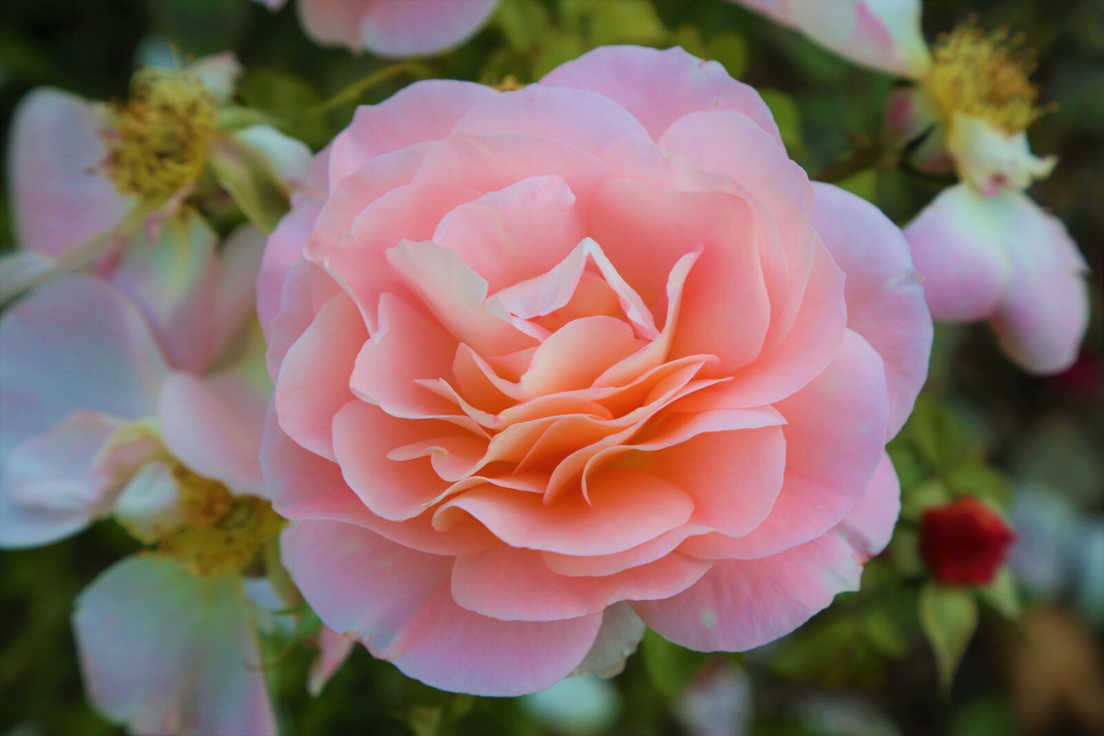 Canon EF 24-105mm F4L IS USM sample photo. Rose, nature, pink photography