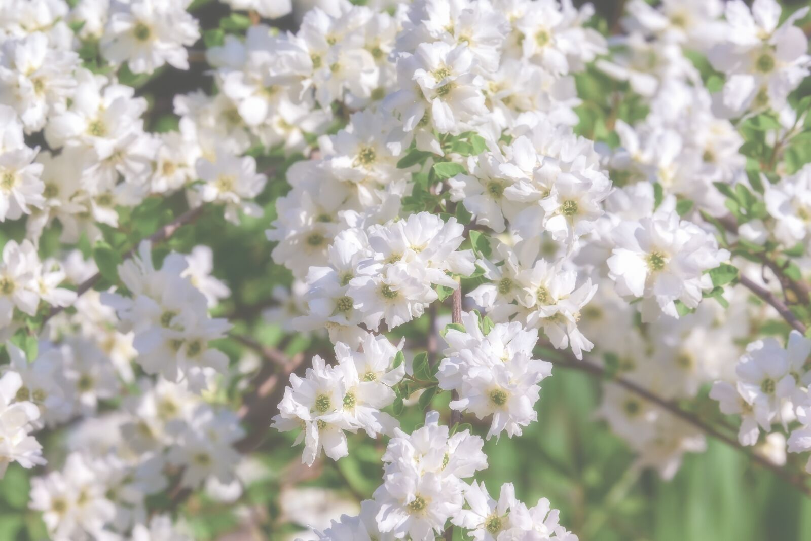 Fujifilm XF 55-200mm F3.5-4.8 R LM OIS sample photo. Chinese radspiere, perl shrub photography