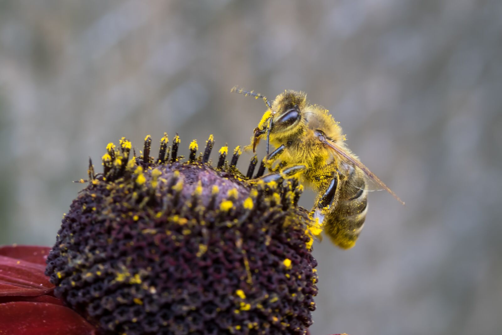 Fujifilm X-T10 sample photo. Bee, macro, insect photography