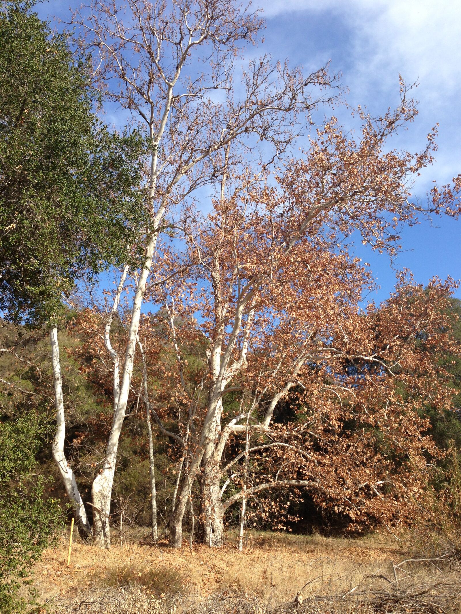 Apple iPhone 5 sample photo. Autumn, canyon, landscape photography