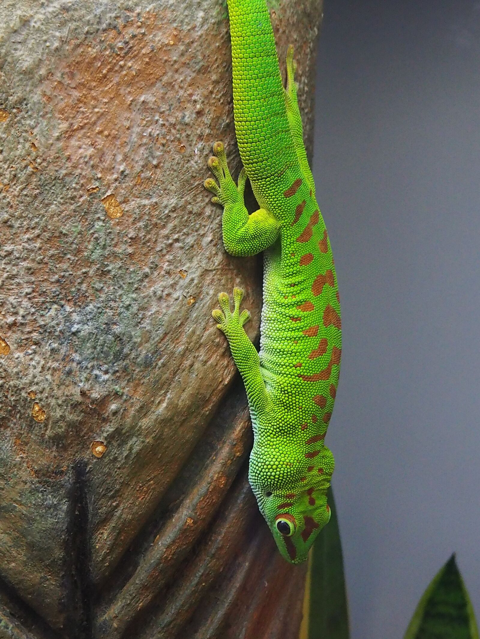 Olympus OM-D E-M10 II sample photo. Lizard, macro, close up photography