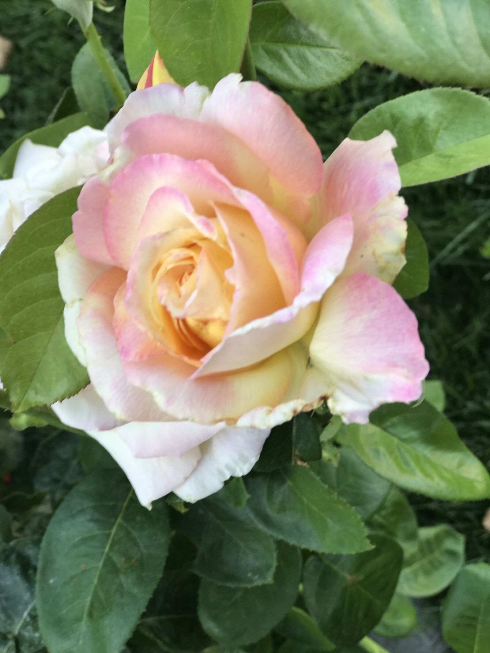 Apple iPhone 7 Plus sample photo. Rose, garden, flower photography