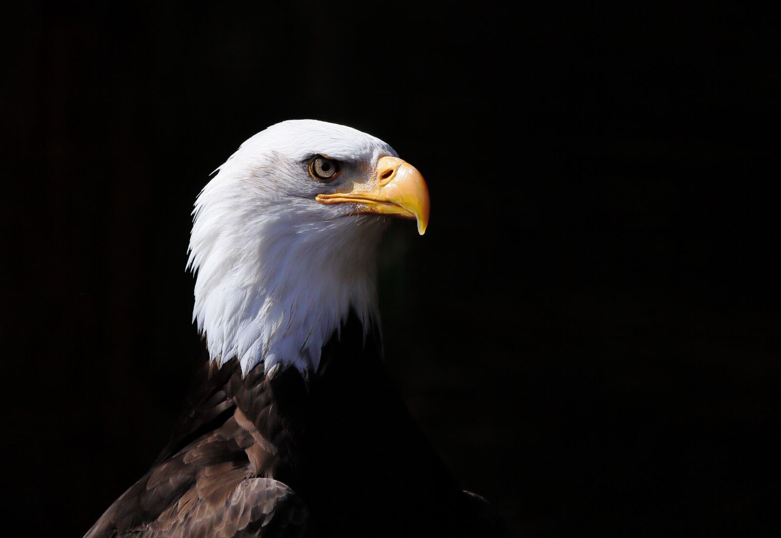 Canon EF 100-400mm F4.5-5.6L IS USM sample photo. Bird, bird of prey photography