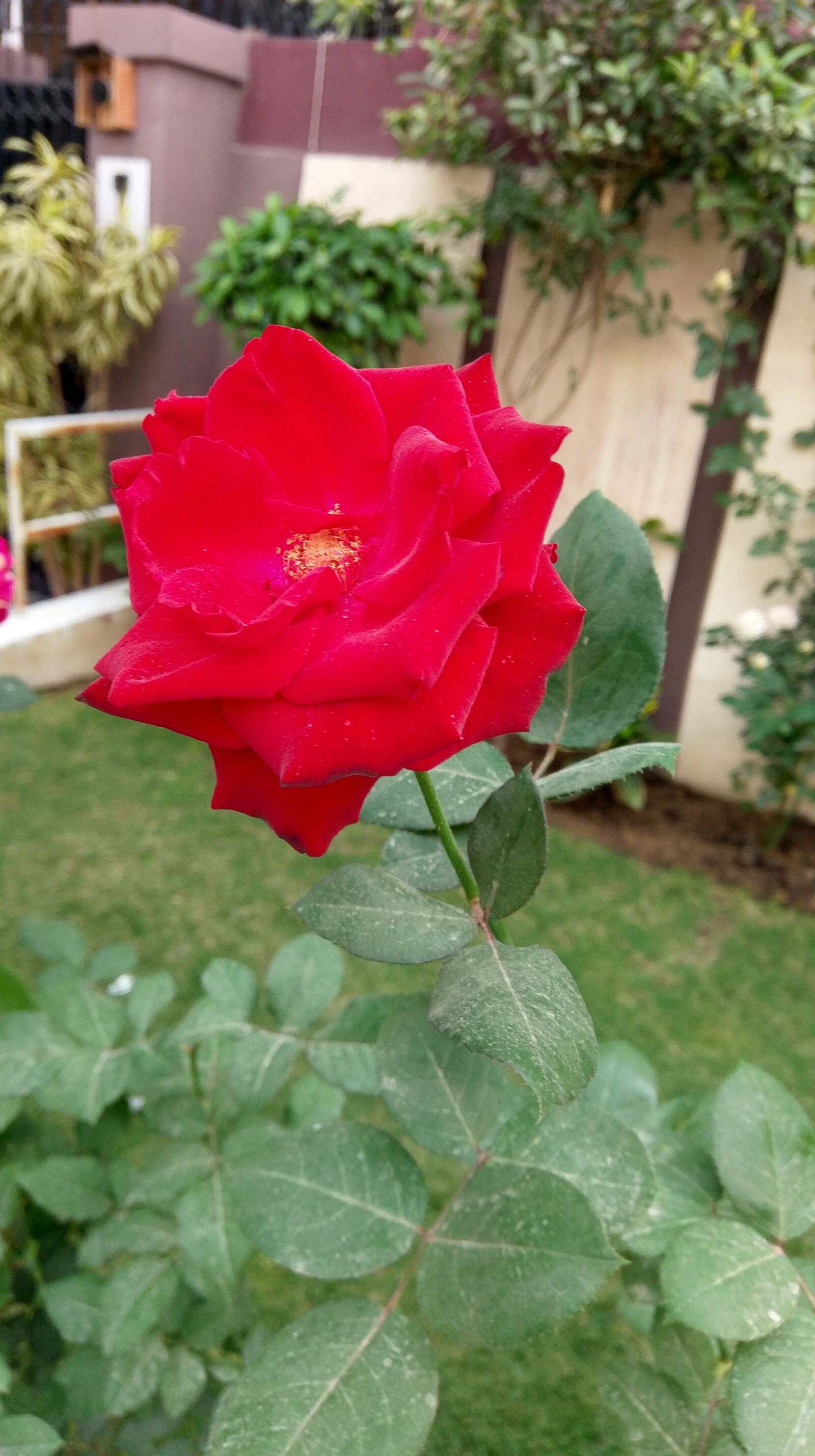 HTC 10 sample photo. Rose, flower, love photography