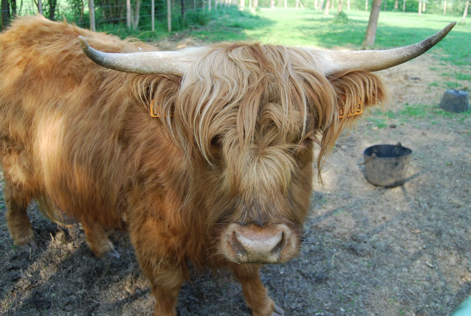 Nikon D40X sample photo. Cow, animal, ruminant photography