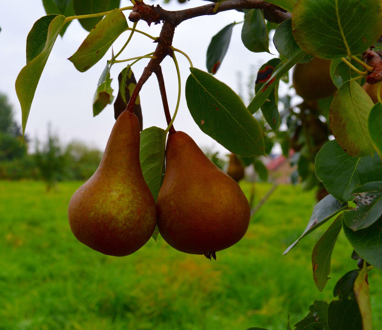 Nikon D3200 sample photo. Pears, fruit, pear compote photography