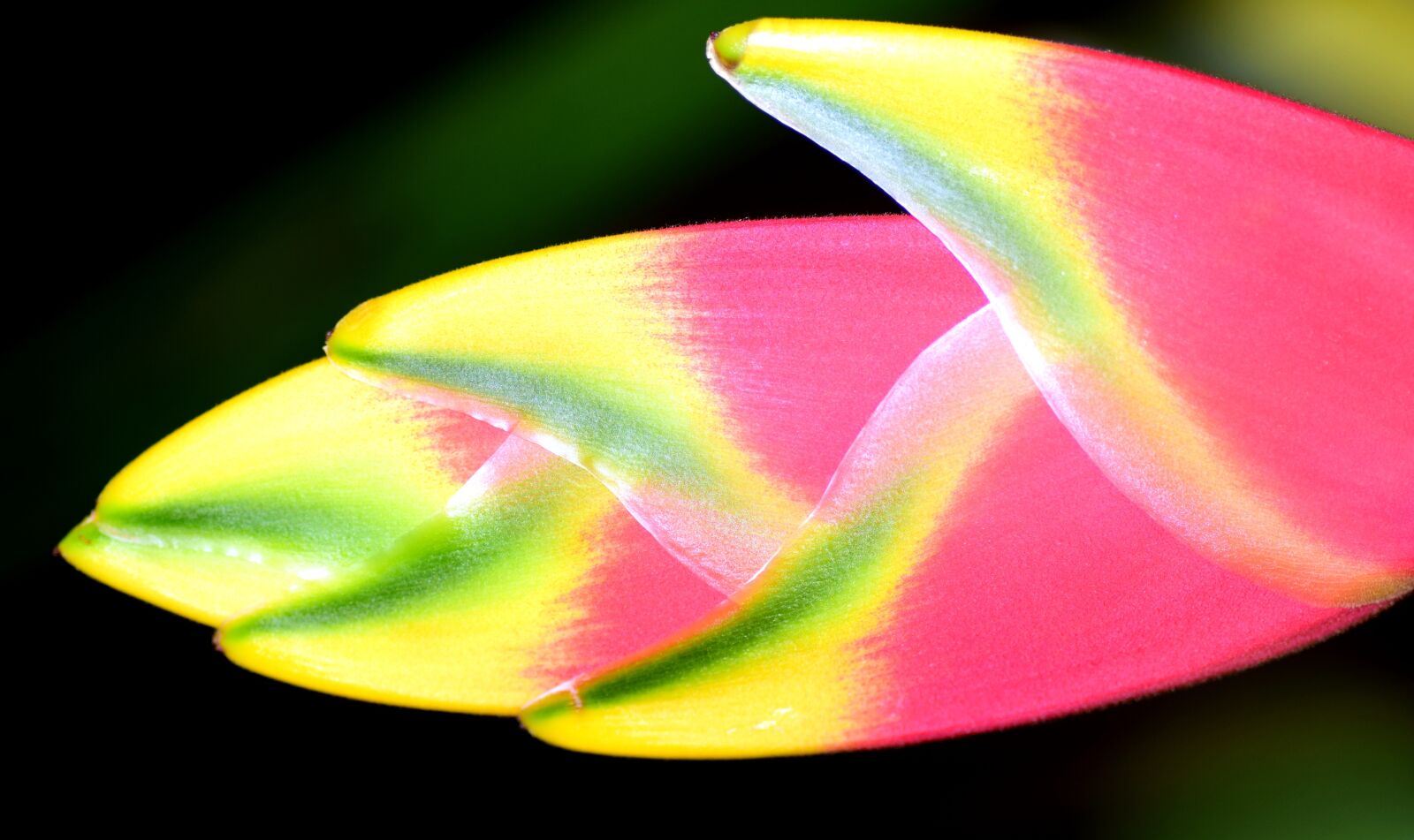 Nikon D3300 sample photo. Heliconia wagneriana, lobster scissors photography