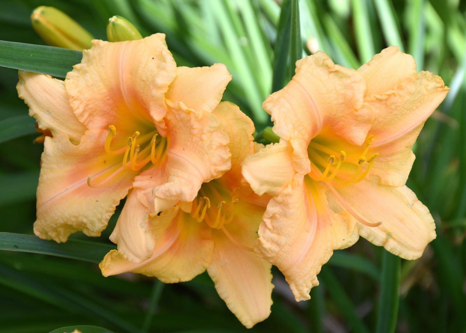 Nikon D5500 sample photo. Yellow day lillies, flowers photography