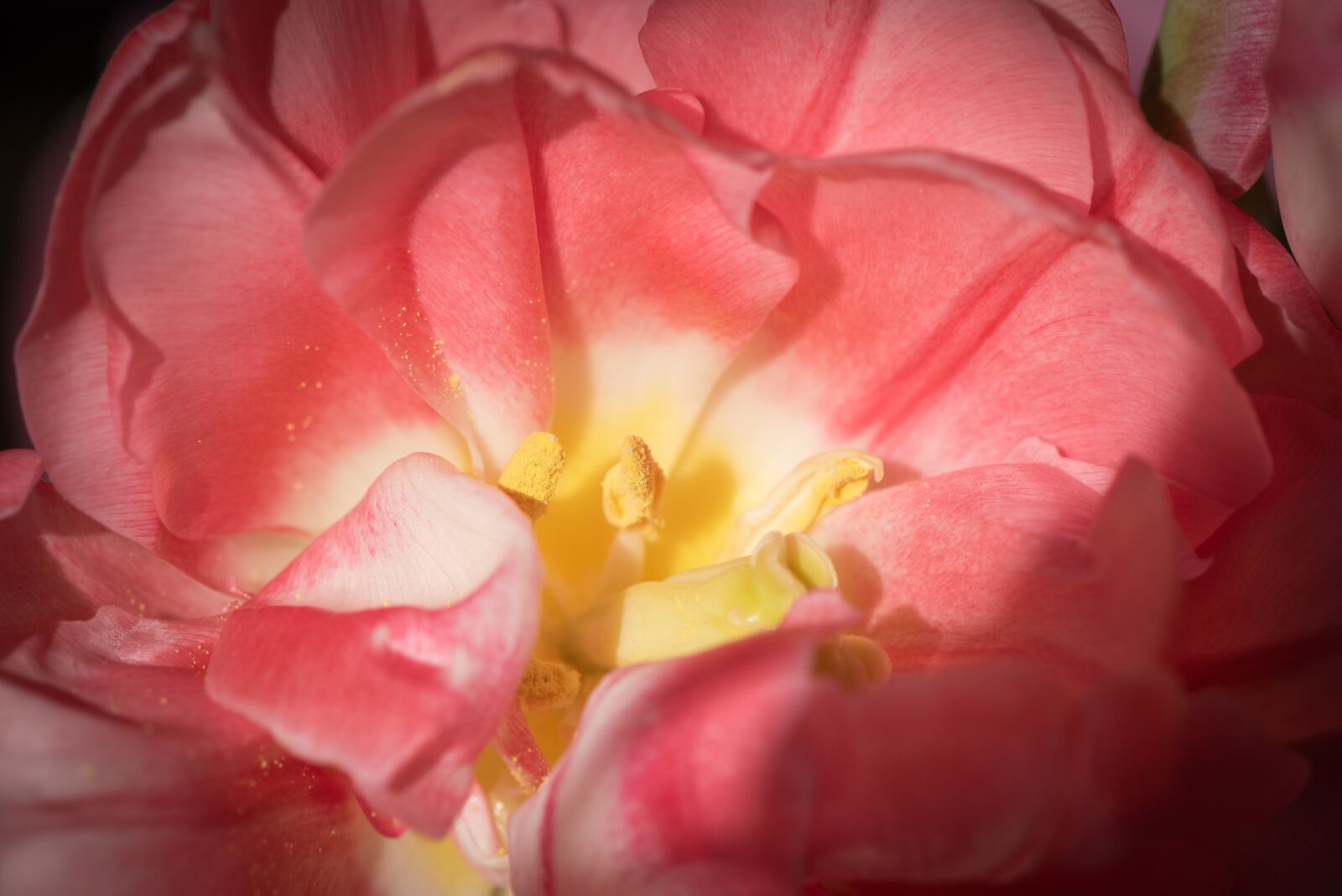 Nikon D750 sample photo. Blossom, bloom, flower photography