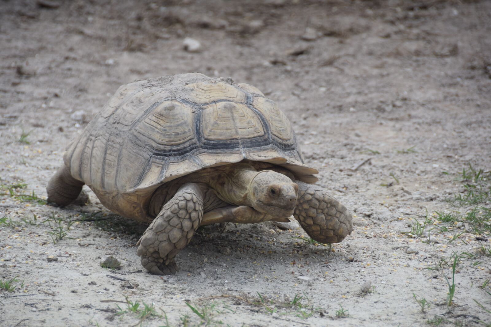 Nikon D3300 sample photo. Everglades, turtle, florida photography