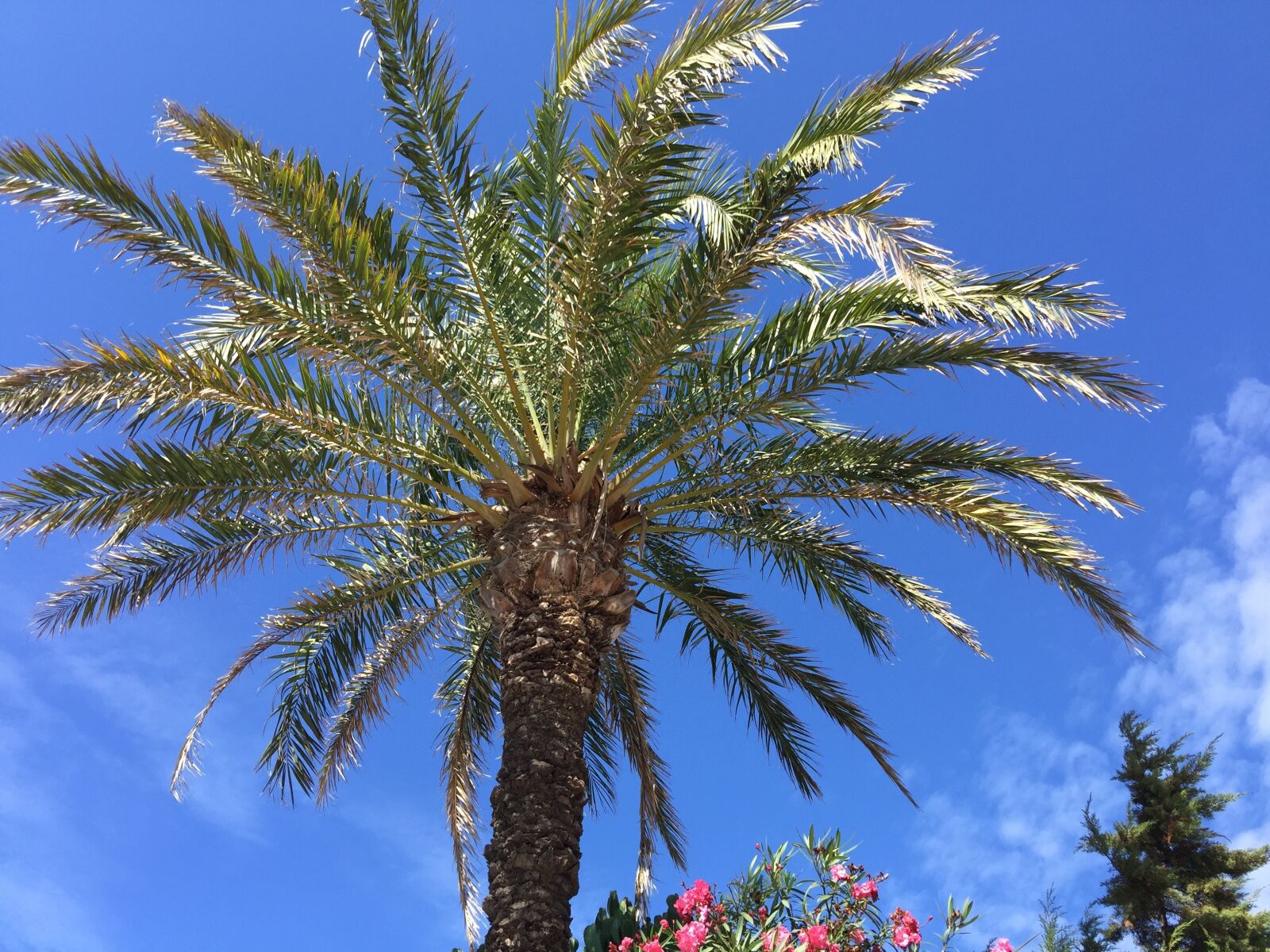 iPhone 6 Plus back camera 4.15mm f/2.2 sample photo. Palm, vegetation, balearic islands photography