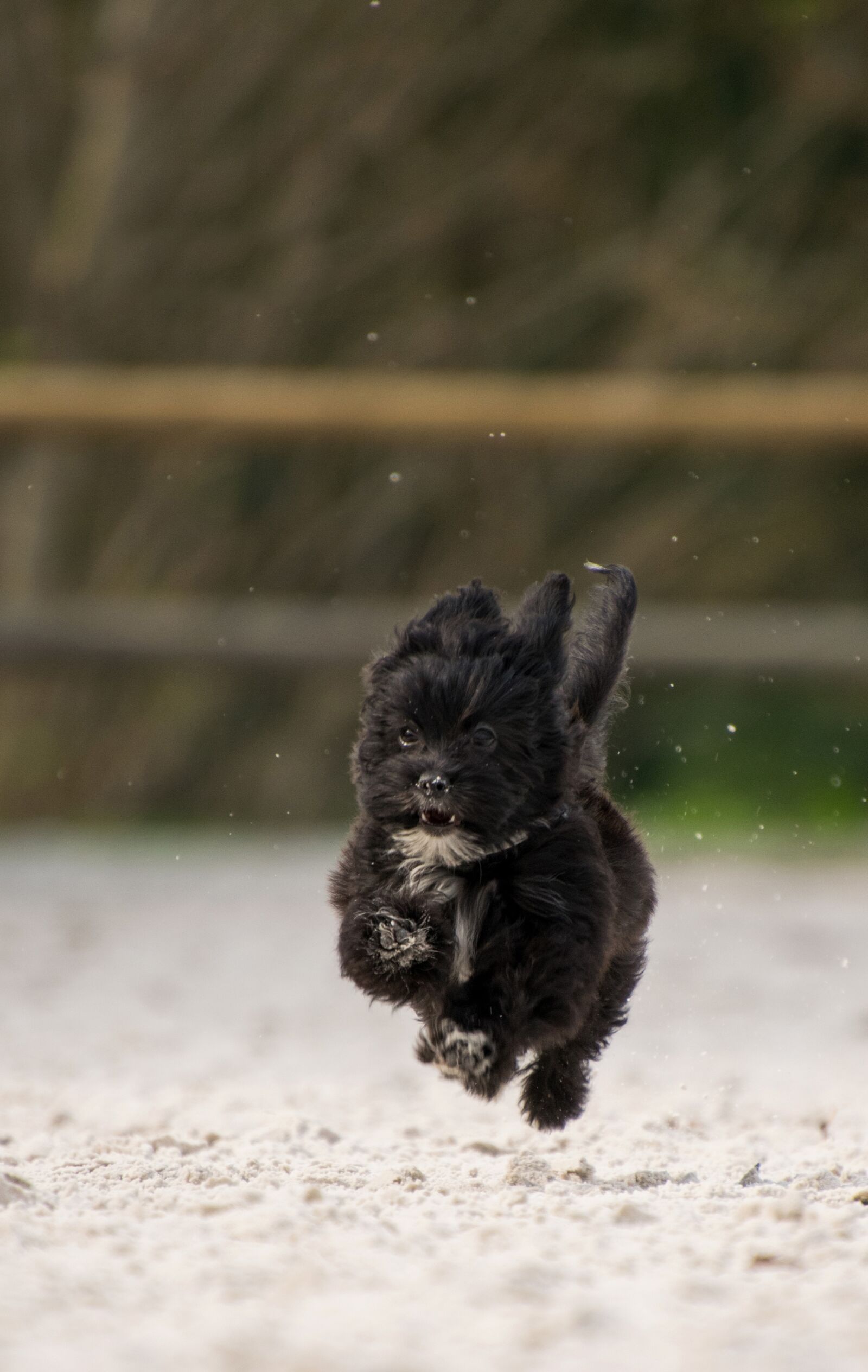 Nikon D3300 sample photo. Dog, race, sand photography