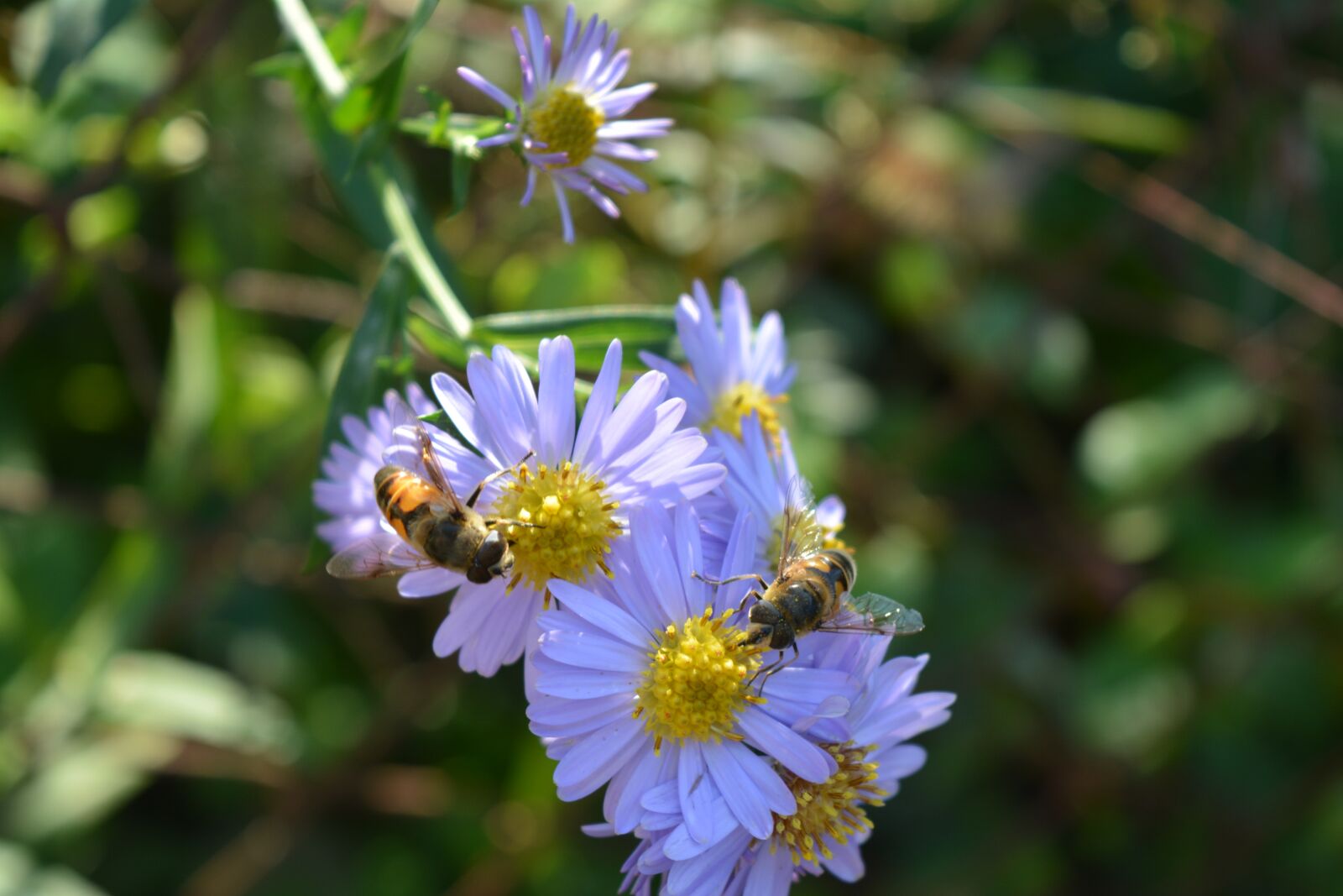 Nikon D5200 sample photo. Flower, violet, daisy photography