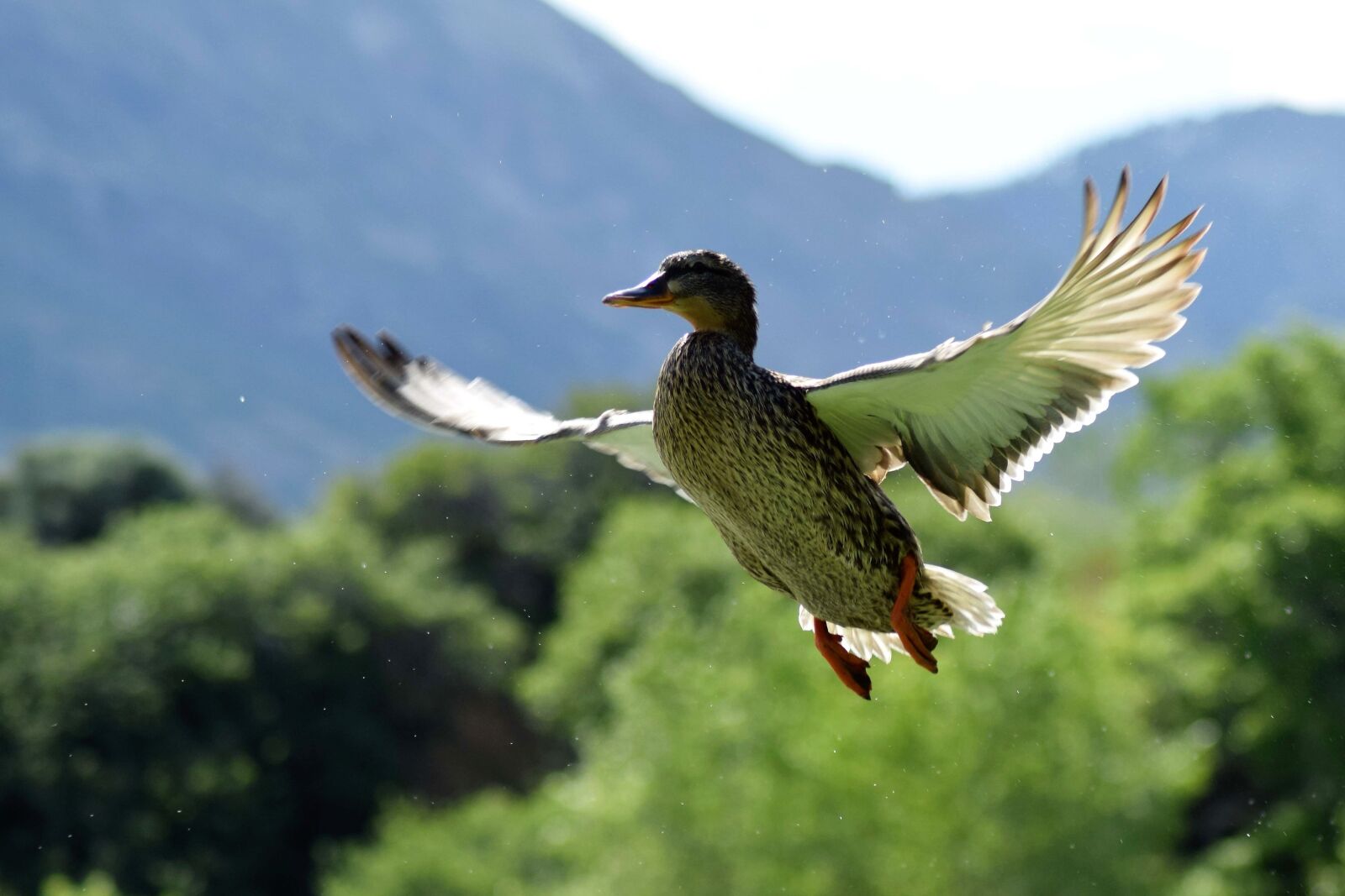 Nikon D3300 sample photo. Duck, park, bird photography