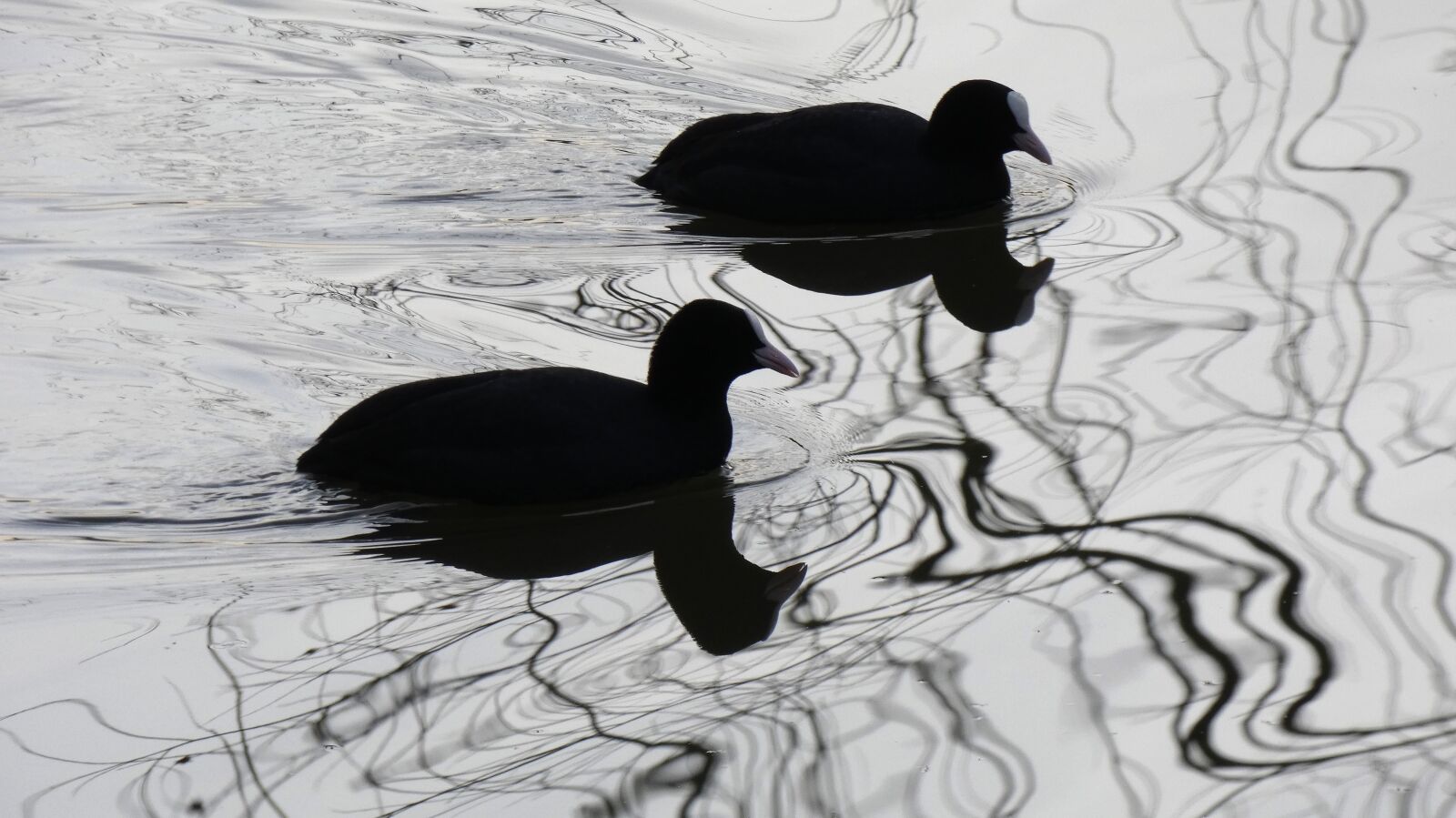Panasonic DC-FZ83 sample photo. Birds, body of water photography