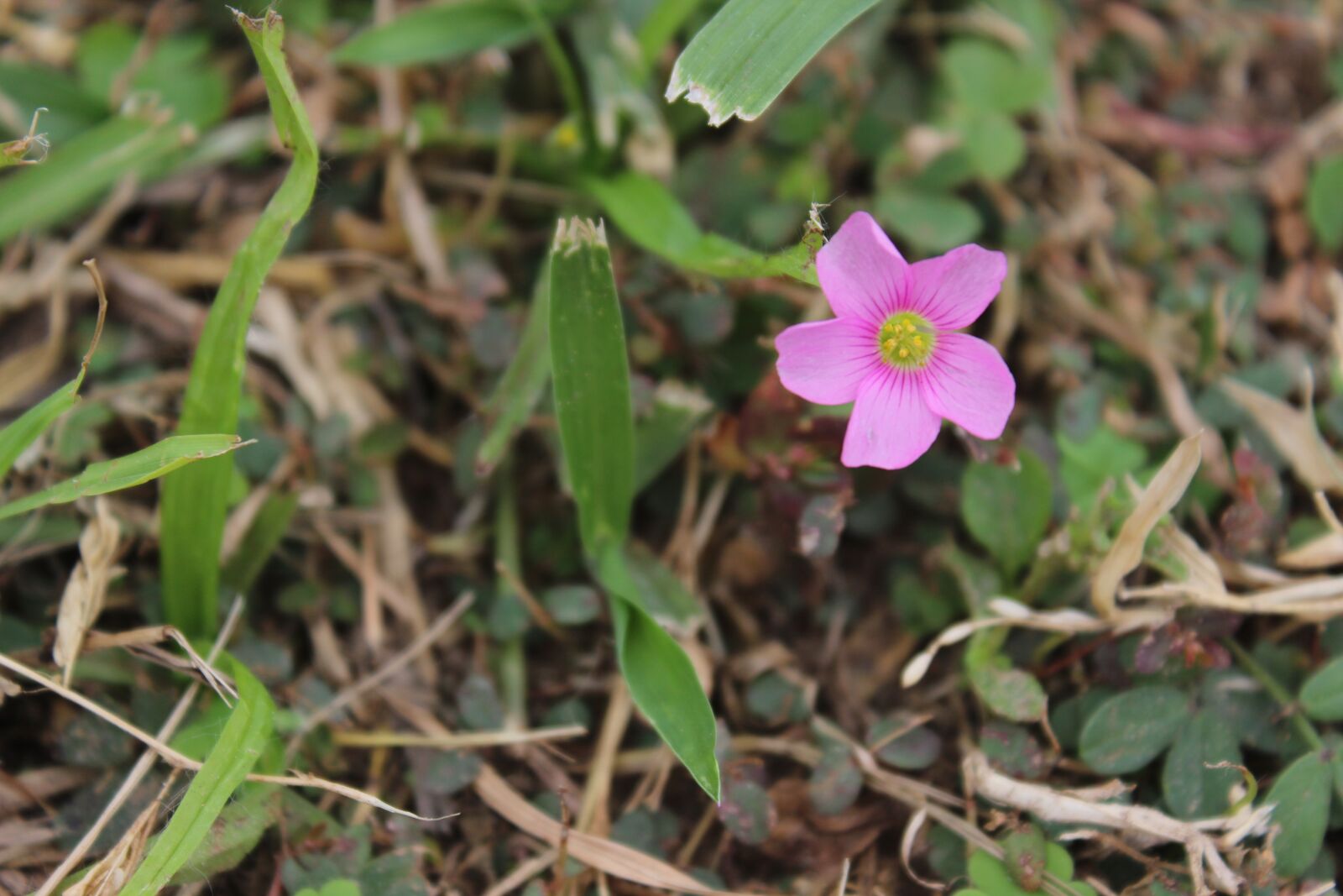 Canon EOS 600D (Rebel EOS T3i / EOS Kiss X5) sample photo. Flower, grass, see photography