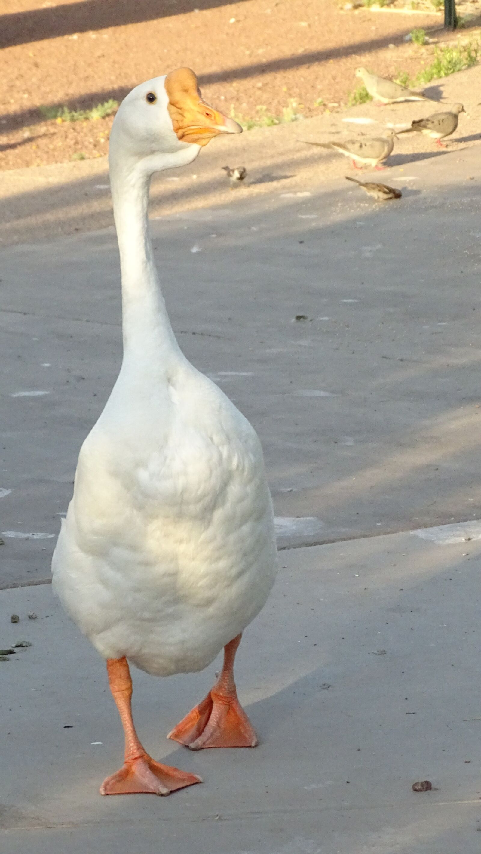 Sony Cyber-shot DSC-HX400V sample photo. Goose, duck, bird photography