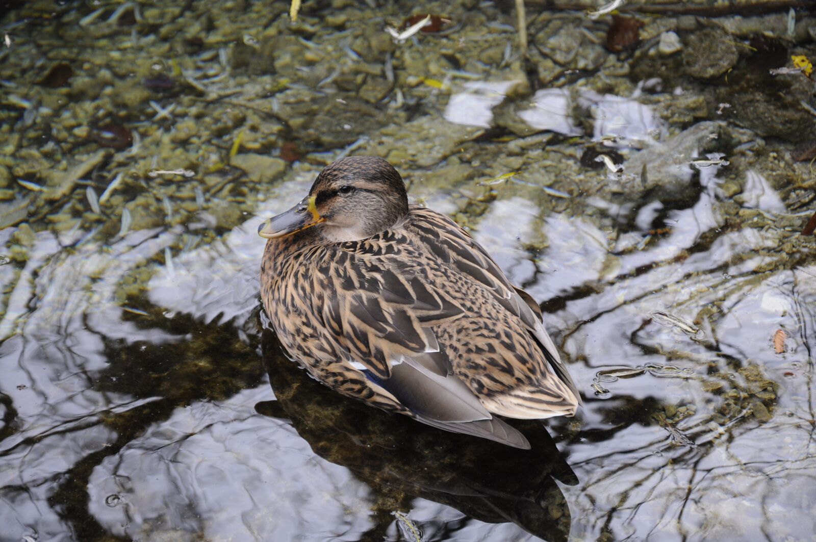 Nikon D90 sample photo. Duck, nature, animal photography
