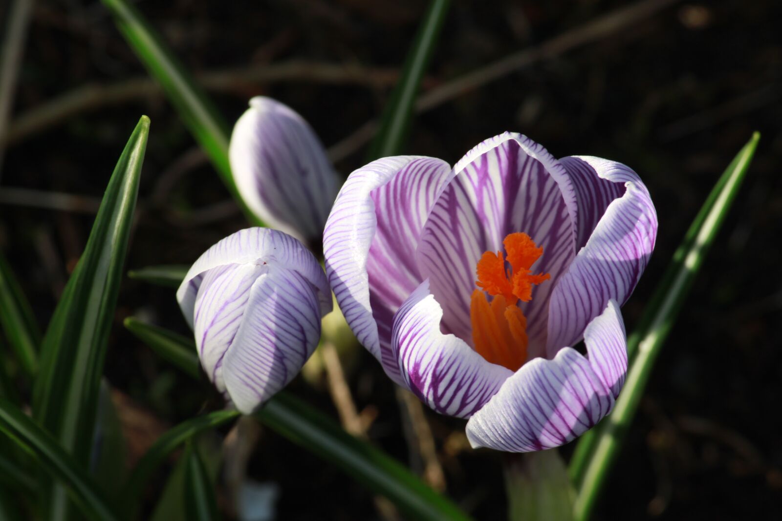 Canon EOS 500D (EOS Rebel T1i / EOS Kiss X3) sample photo. Crocus in bloom, flower photography