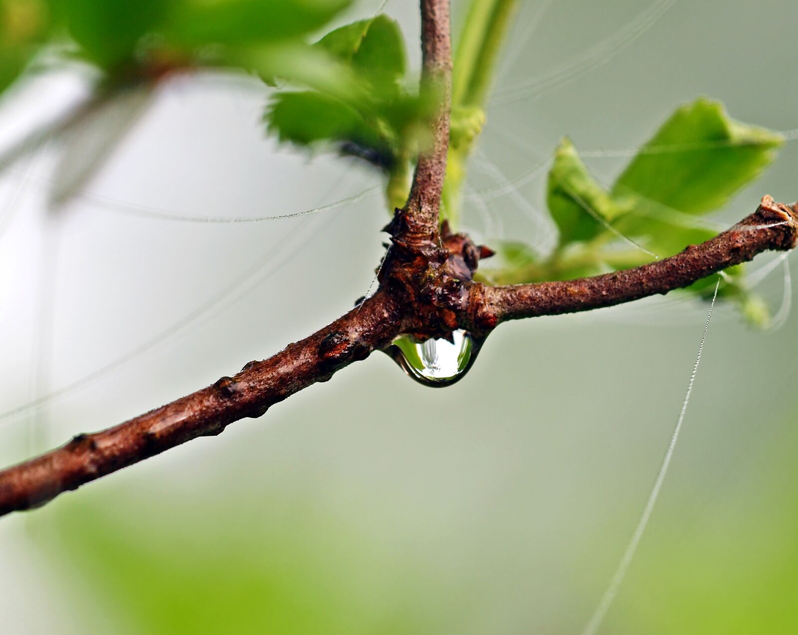 Olympus E-30 sample photo. Rain, drip, background photography