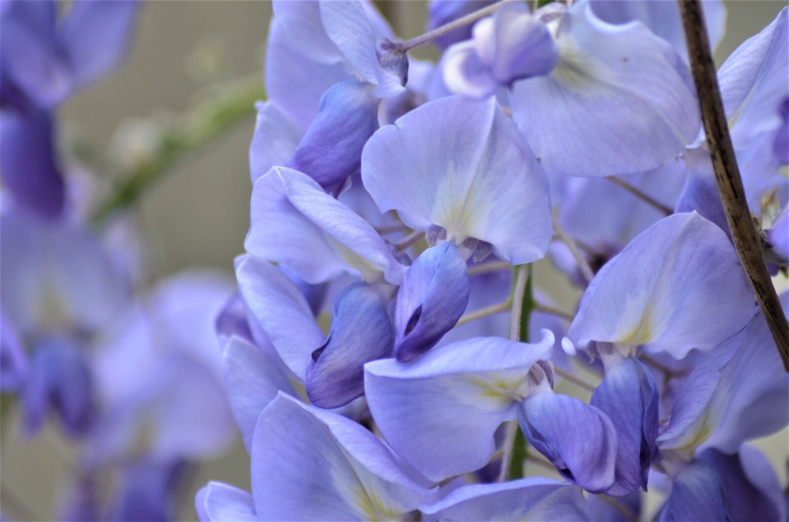 Nikon D5100 sample photo. Glycine, flower, flowers photography