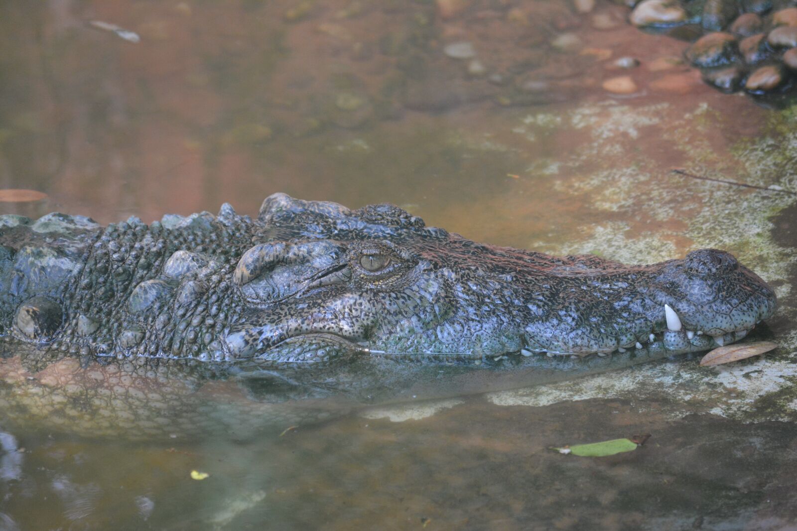 Nikon D5200 sample photo. Crocodile, zoo, reptile photography