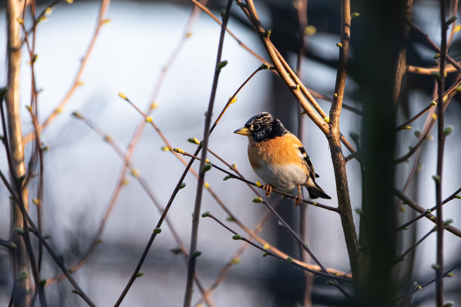 Nikon D750 sample photo. Mountain fink, bird, sitting photography