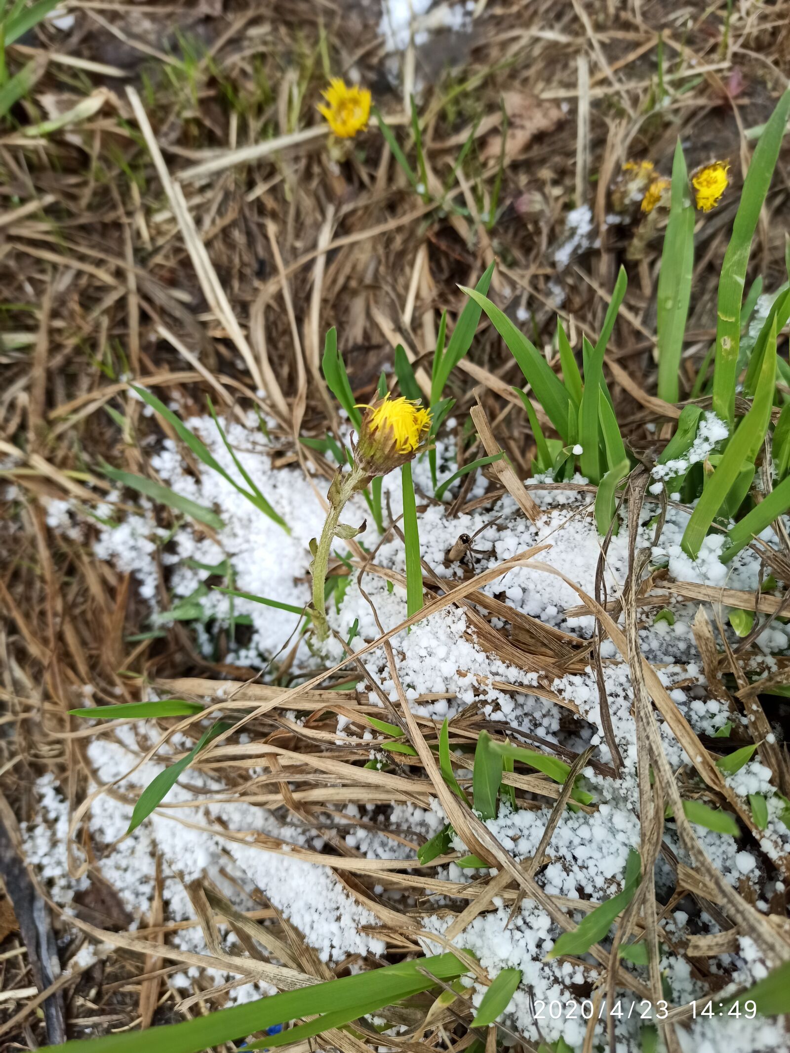 Xiaomi Redmi Note 8 Pro sample photo. Spring, yellow, snow photography