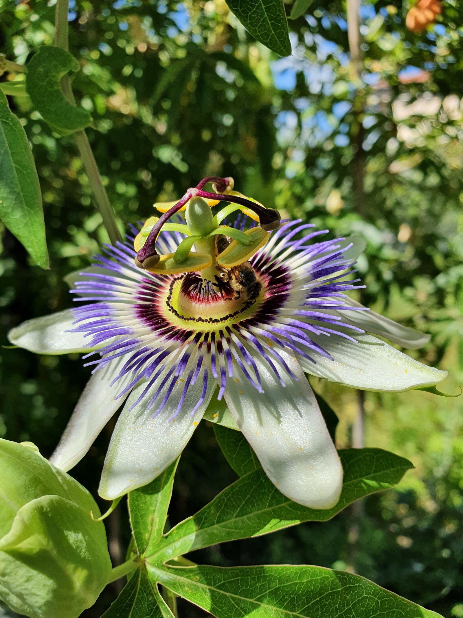 Samsung Galaxy S10 sample photo. Flower, passiflora, nature photography