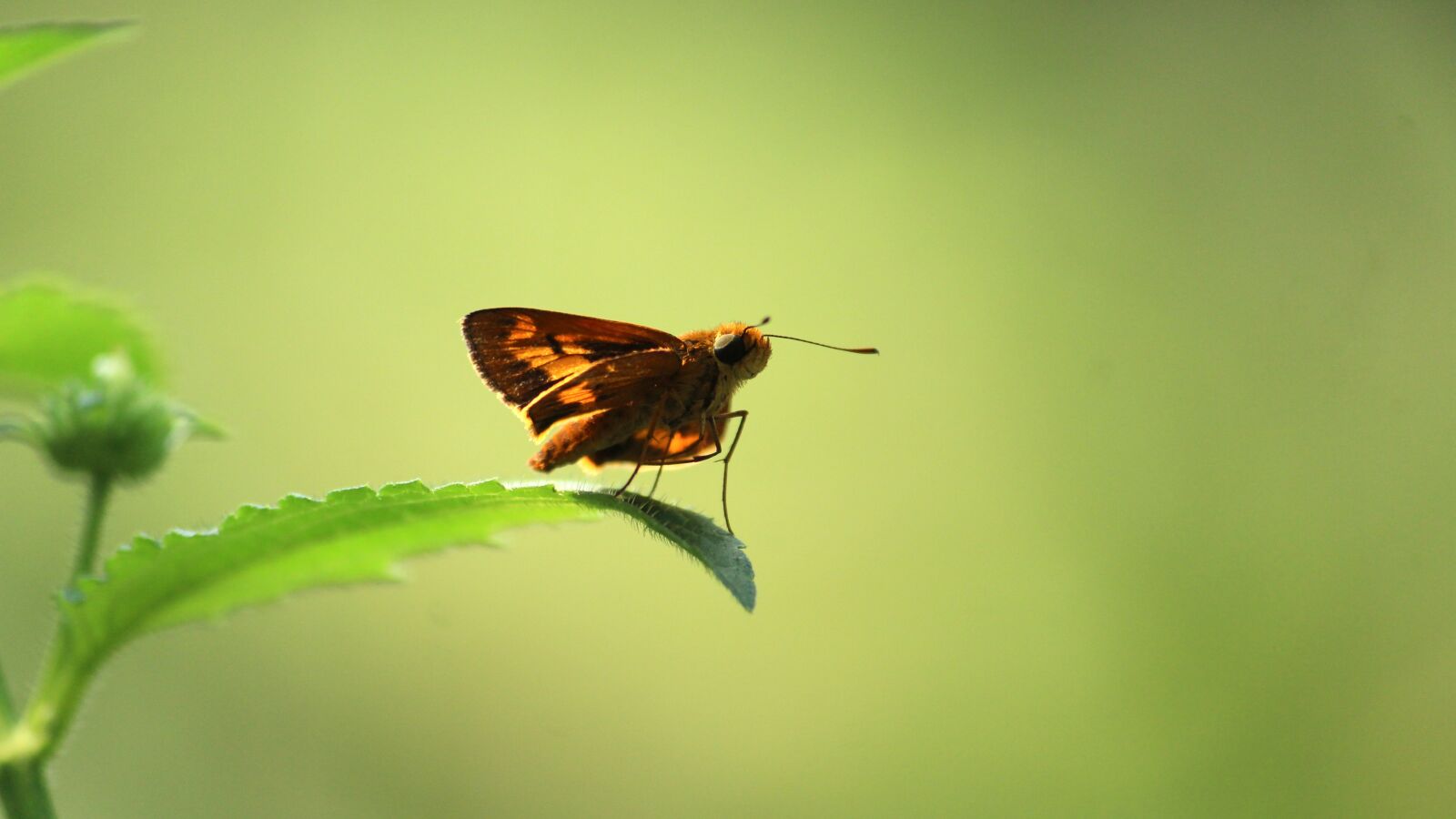 Canon EF-S 55-250mm F4-5.6 IS II sample photo. Kerala, india, butterfly photography